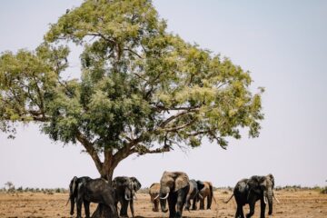 Sustainable Agriculture & Youth Employment: Zimbabwe’s CSR Model